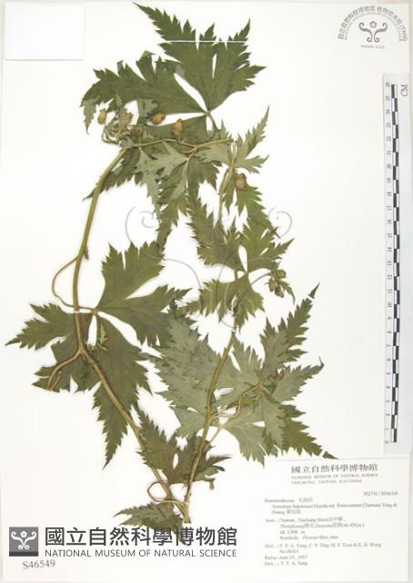 蔓烏頭藏品圖，第1張