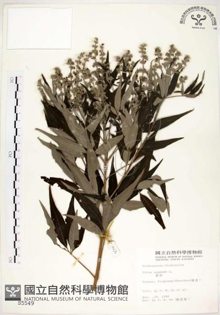 黃荊藏品圖，第1張