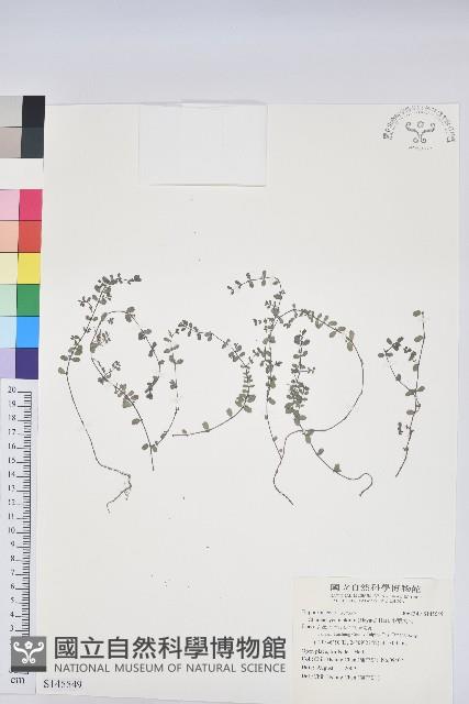 小葉大戟藏品圖，第1張