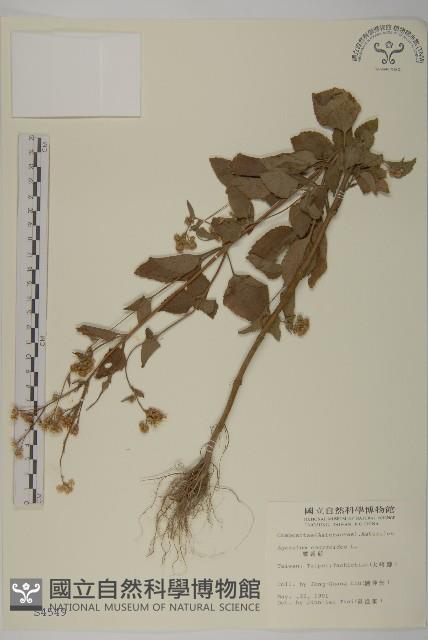 霍香薊藏品圖，第1張