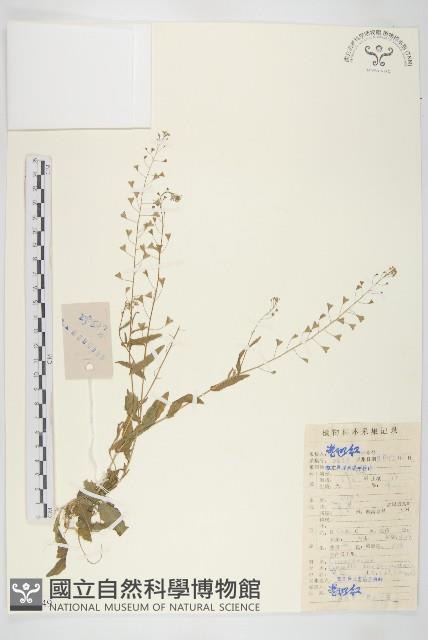 薺藏品圖，第1張