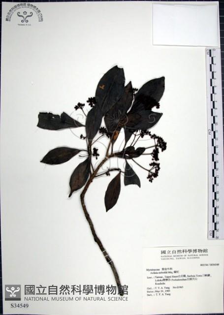 樹杞藏品圖，第1張