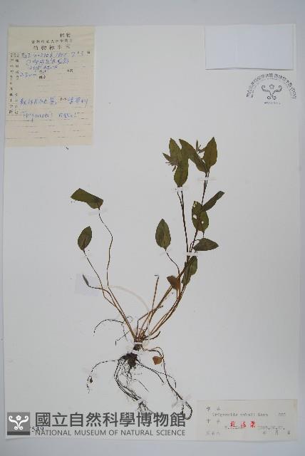 森林附地菜藏品圖，第1張