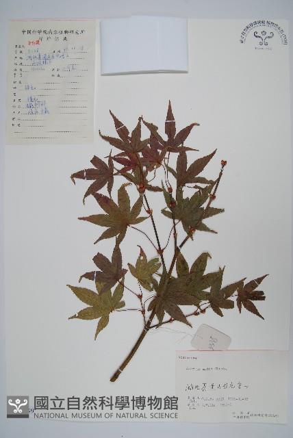 雞爪槭藏品圖，第1張