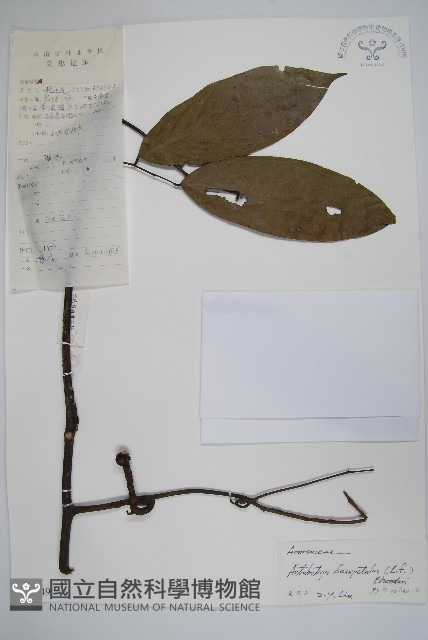 香鷹爪花藏品圖，第1張