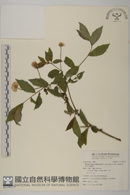 早苗蓼藏品圖，第1張