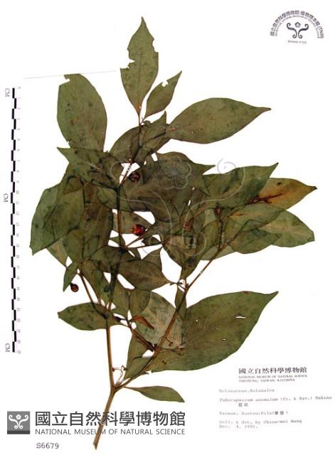 龍珠藏品圖，第1張