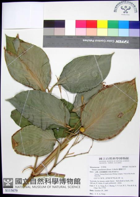 蘭嶼竹芋藏品圖，第1張