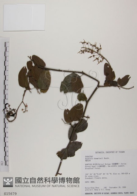 菊花木藏品圖，第1張