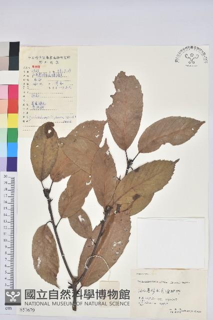 青剛櫟、鐵椆藏品圖，第1張