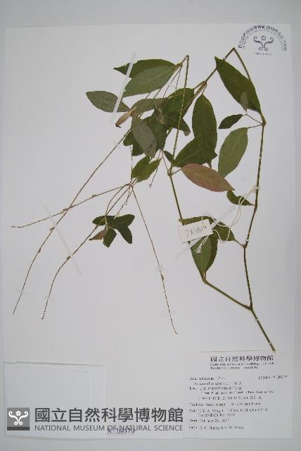 土牛膝藏品圖，第1張