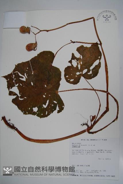 Accession Number:S016079 Collection Image, Figure 1, Total 2 Figures