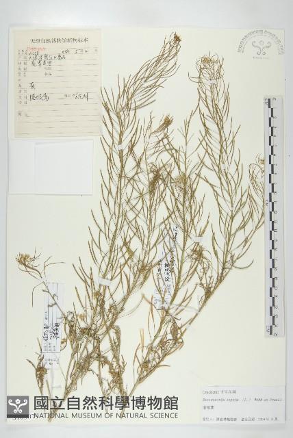 播娘蒿藏品圖，第1張