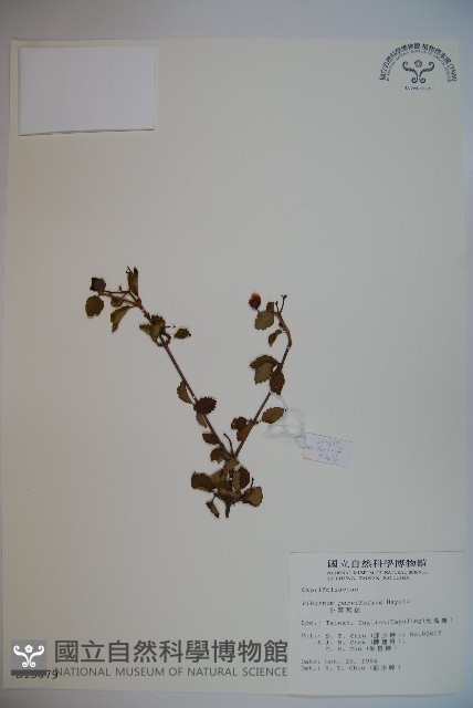 小葉莢迷藏品圖，第1張