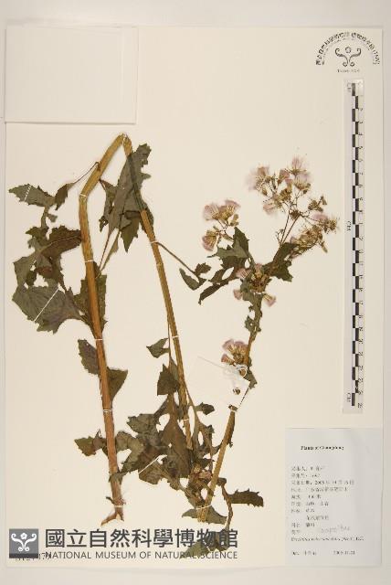 飛機草藏品圖，第1張