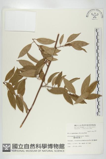 臺灣胡頹子藏品圖，第1張