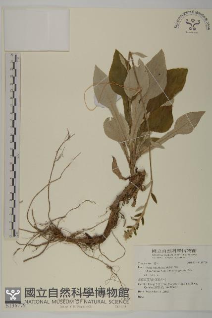 登錄號:S136779藏品圖，第1張