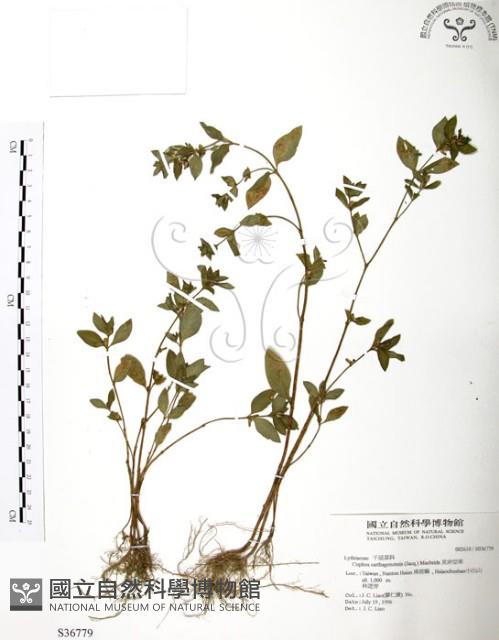 克非亞草藏品圖，第1張