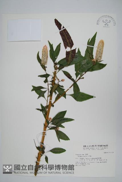 青葙藏品圖，第1張