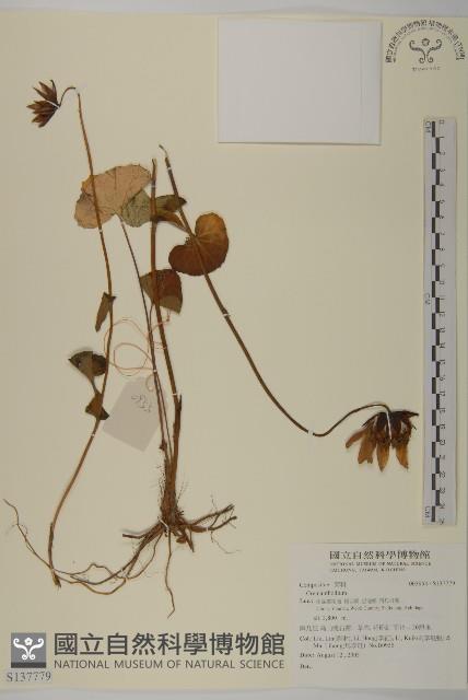 登錄號:S137779藏品圖，第1張