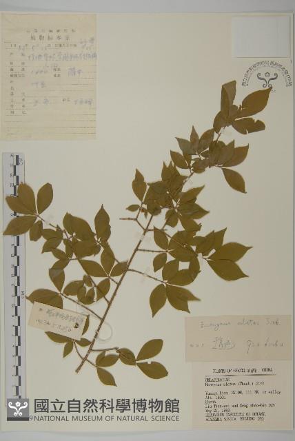 衛矛藏品圖，第1張