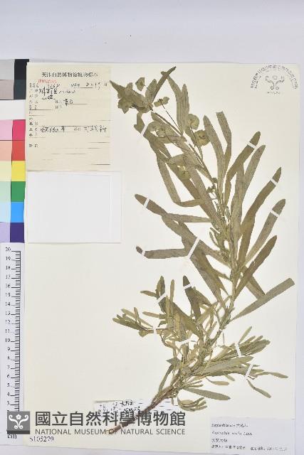 乳漿大戟藏品圖，第1張