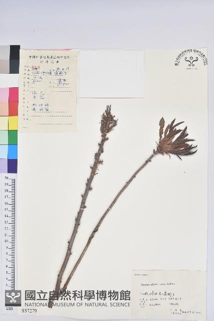 羊躑躅藏品圖，第1張