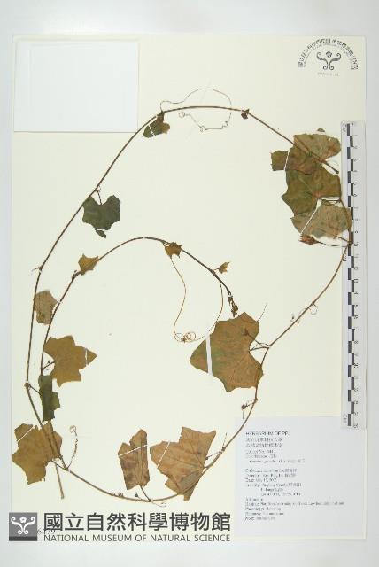 紅瓜藏品圖，第1張