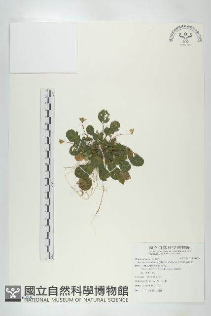 倒卵葉裂緣花藏品圖，第1張