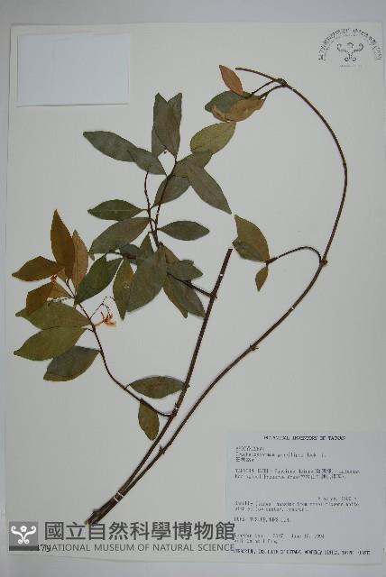 細梗絡石藏品圖，第1張