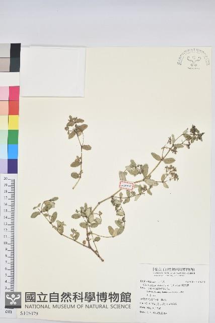 濱大戟藏品圖，第1張