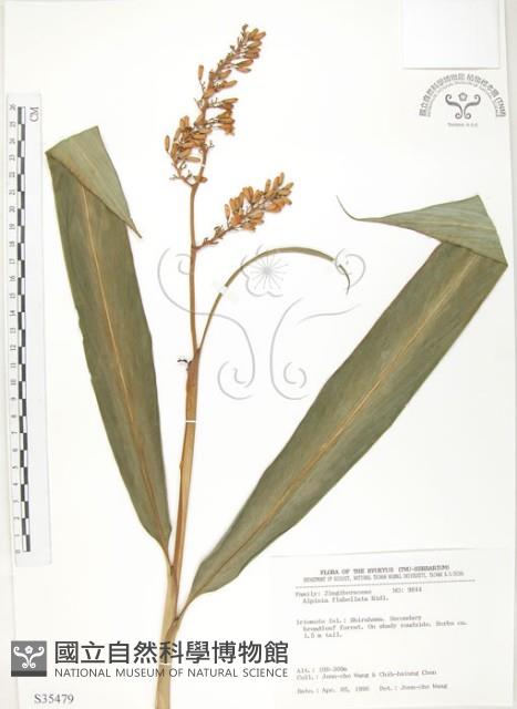 呂宋月桃藏品圖，第1張