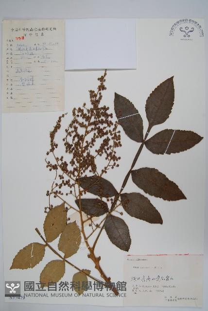 鹽膚木藏品圖，第1張