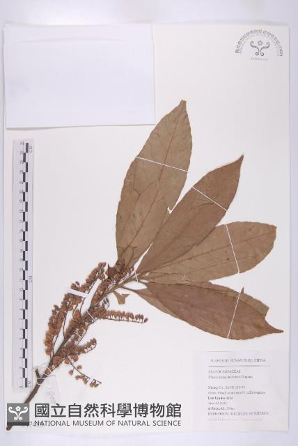 冬桃藏品圖，第1張