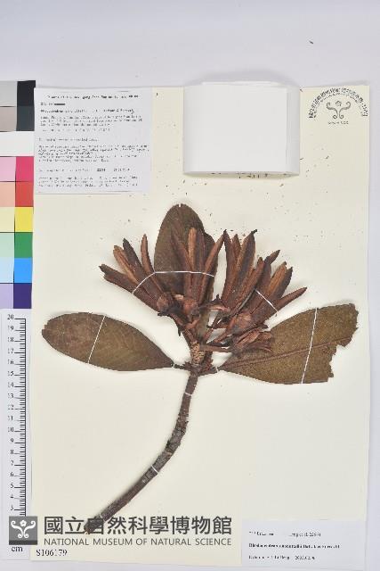 大果杜鵑藏品圖，第1張