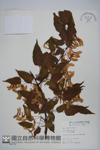 大屯尖葉槭, 川上氏槭藏品圖，第1張