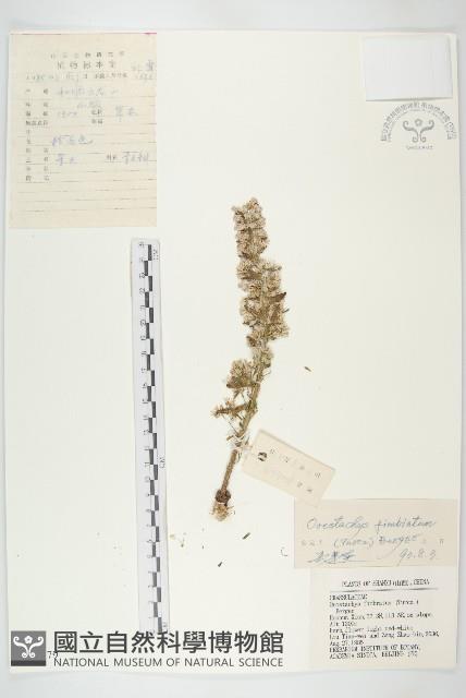 瓦松藏品圖，第1張