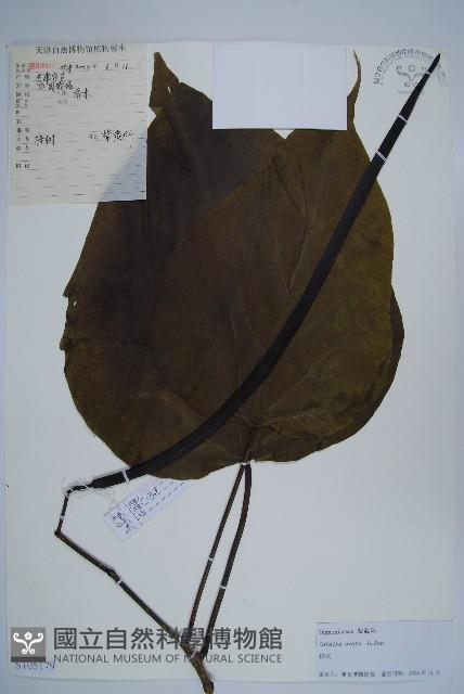 梓樹藏品圖，第1張