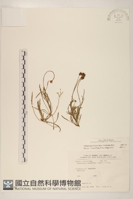 香茹藏品圖，第1張