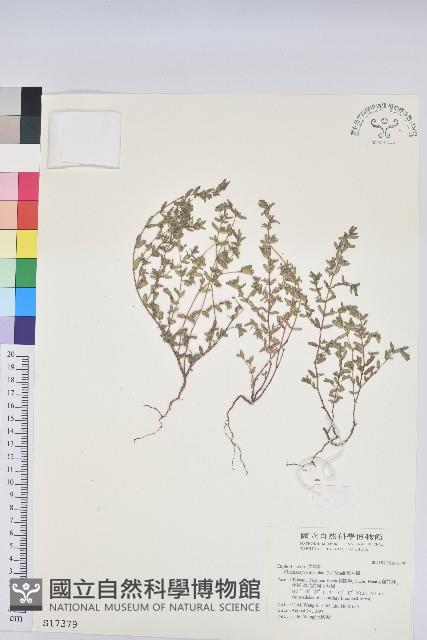 斑地錦藏品圖，第1張