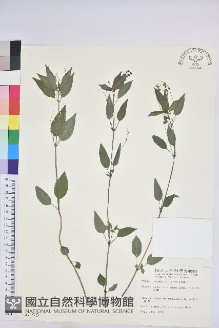 山靛藏品圖，第1張