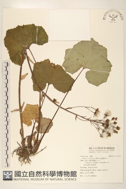 臺灣款冬藏品圖，第1張