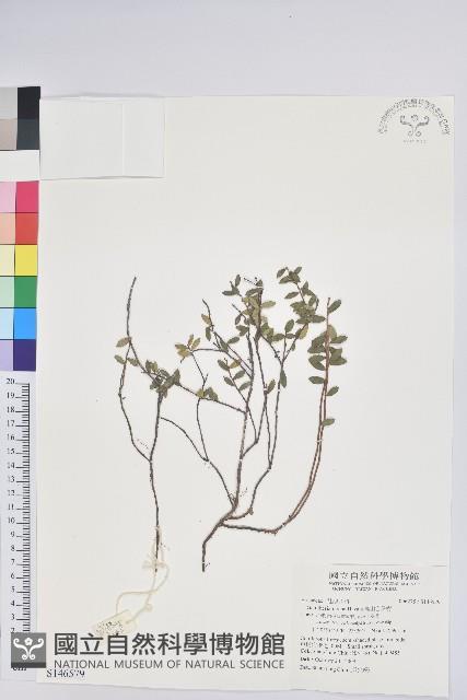 高山白珠樹藏品圖，第1張