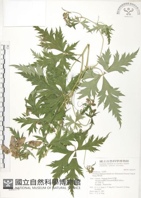 蔓烏頭藏品圖，第1張