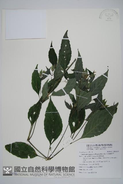 長花九頭獅子草、山藍藏品圖，第1張