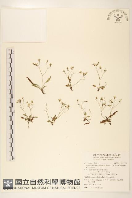 能高刀傷草藏品圖，第1張