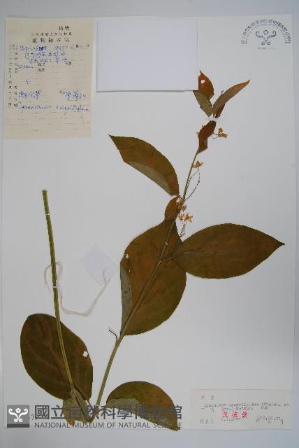 潮風草藏品圖，第1張