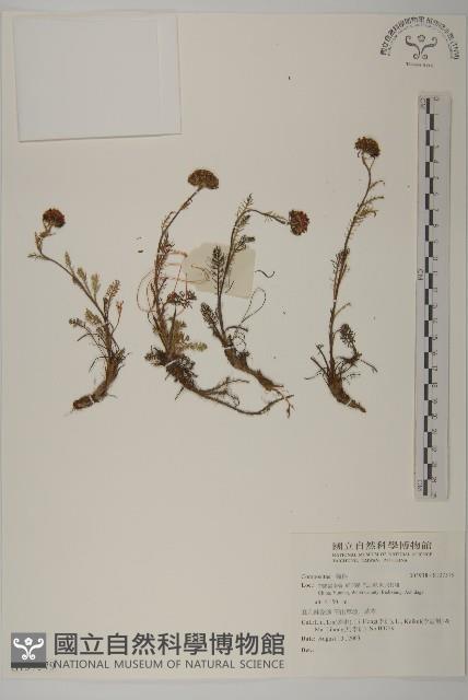 登錄號:S137579藏品圖，第1張