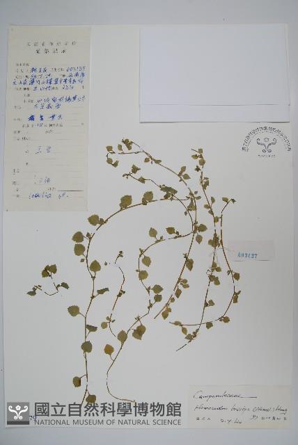 同鐘花藏品圖，第1張