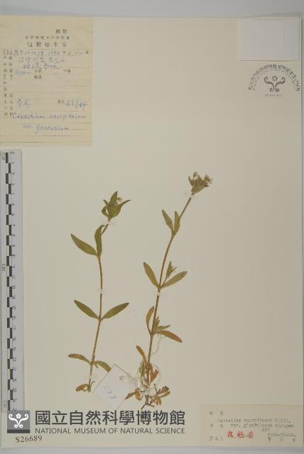 卷耳藏品圖，第1張